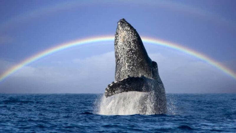 Gold Coast: Luxury Whale Watching Tour - What Sets This Tour Apart?