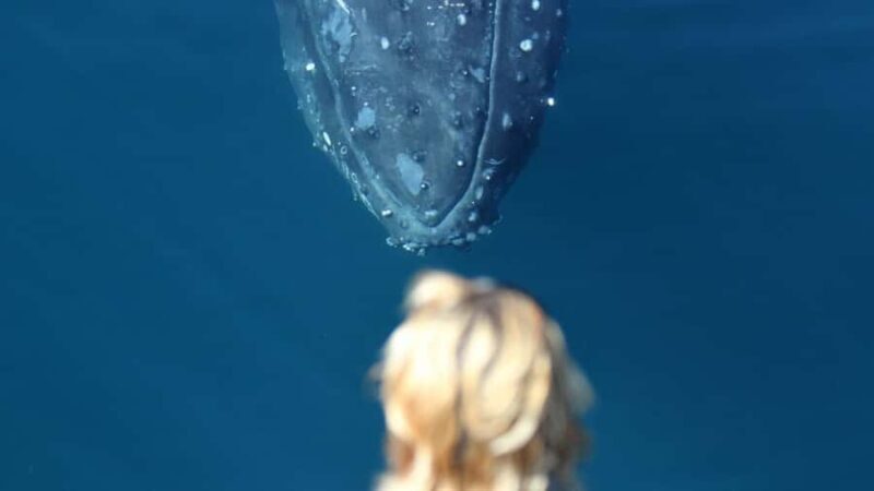 Gold Coast: Luxury Whale Watching Tour - Practical Tips for Your Trip