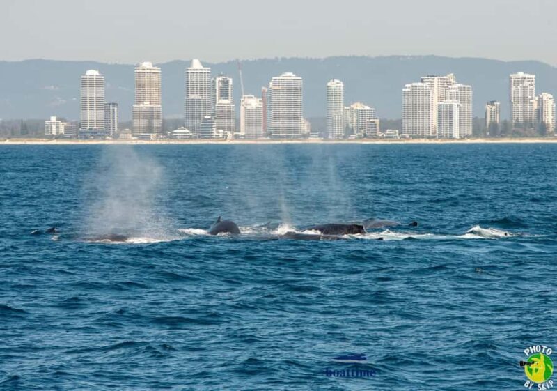 Gold Coast: Luxury Whale Watching Tour - Final Thoughts