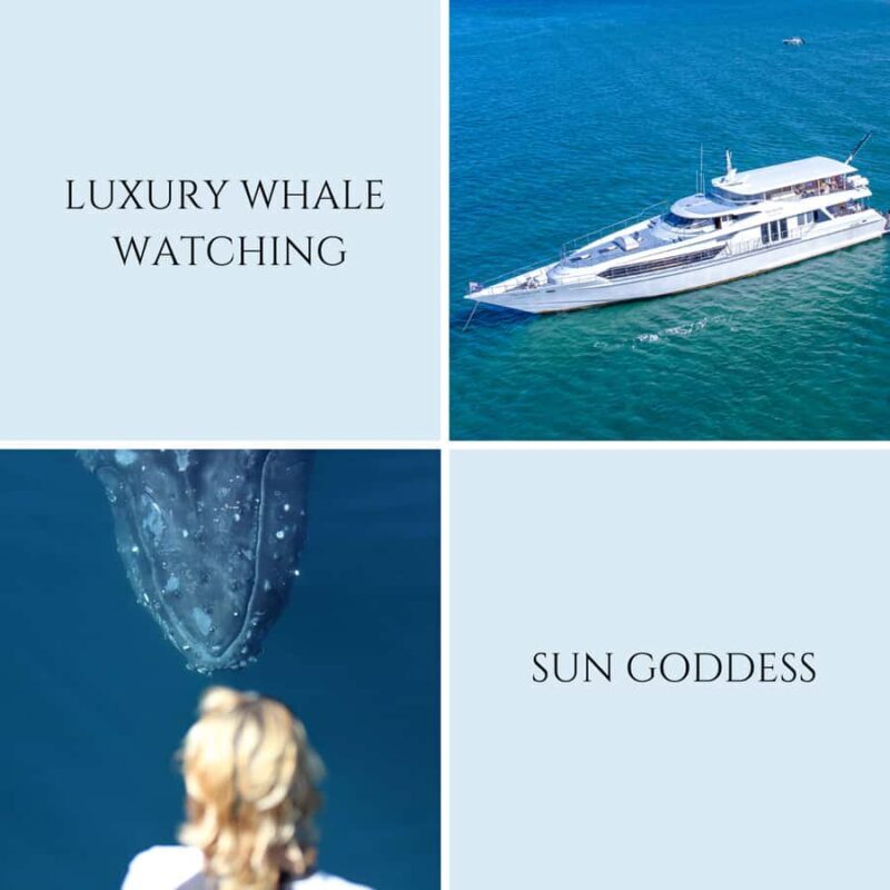 Gold Coast: Luxury Whale Watching Tour - FAQ