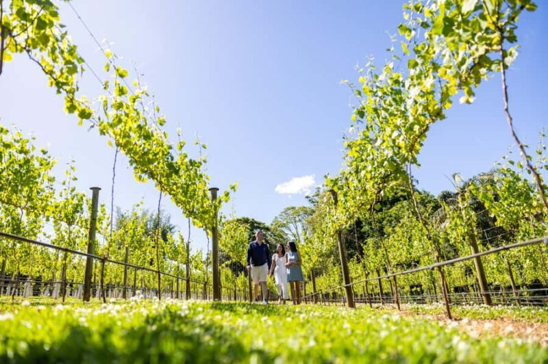 Gold Coast: Luxury Wine Tour with Gourmet Lunch & Distillery - Analyzing Value and Practicality