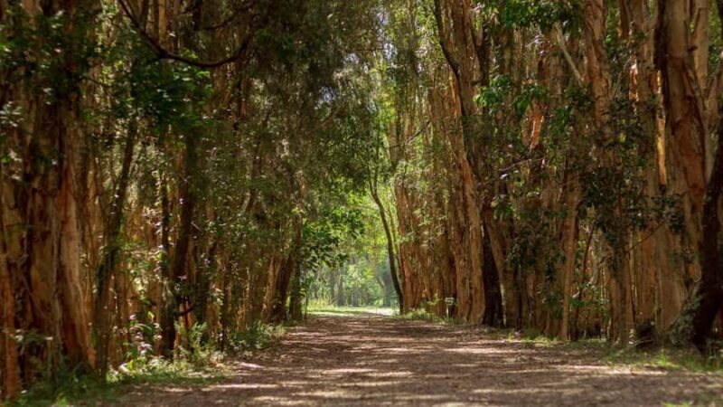 Gold Coast: Mount Tamborine Kangaroo and Koala Day Tour - Starting with Convenience: Pickup and Transportation