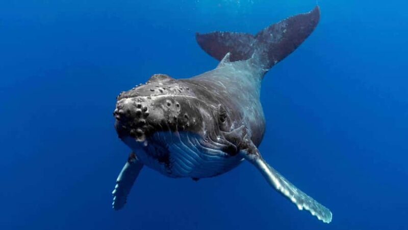 Gold Coast: Premium Whale Watching Cruise - What to Expect on Your Whale Watching Journey