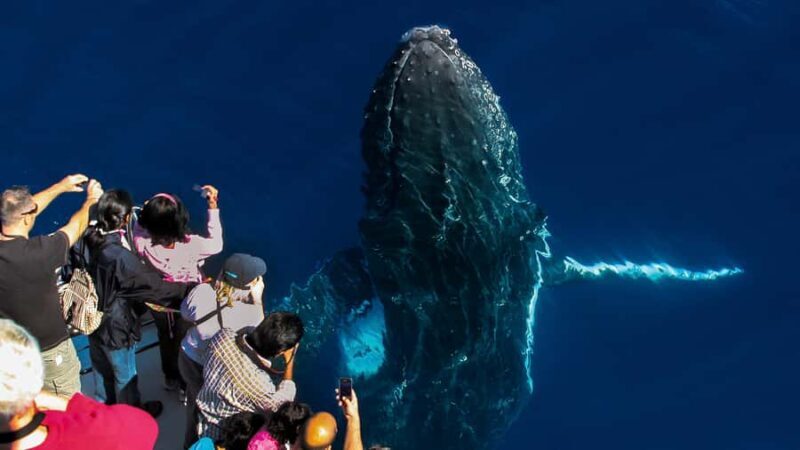 Gold Coast: Premium Whale Watching Cruise - The Practical Details: Planning Your Trip