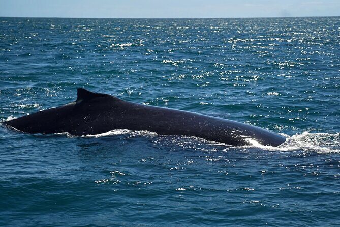 Gold Coast Private Customize One Day Tour - Final Thoughts