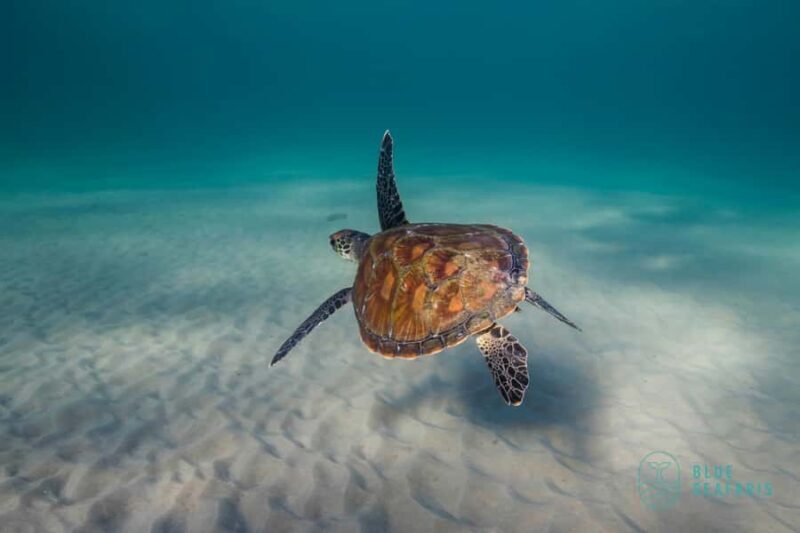 Gold Coast: Snorkel with Turtles - Key Points