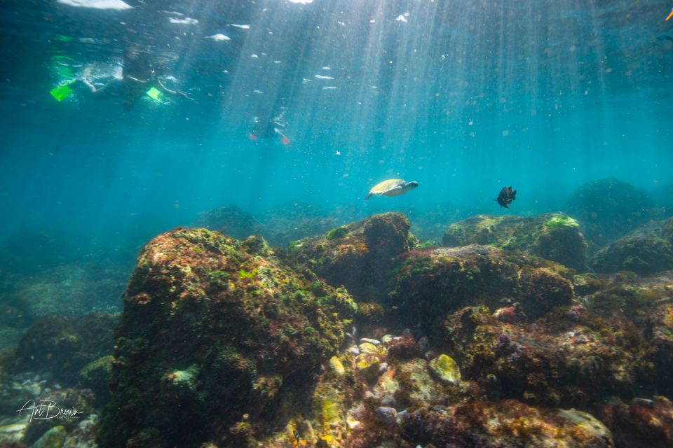 Gold Coast: Snorkeling With Turtles Half-Day Tour - Important Information