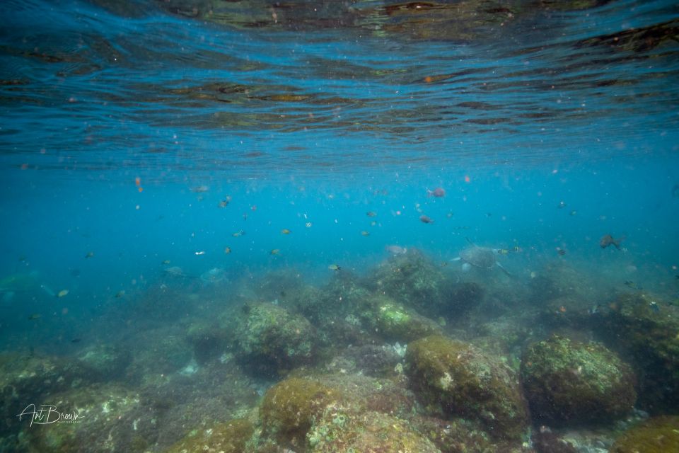 Gold Coast: Snorkeling With Turtles Half-Day Tour - Recap