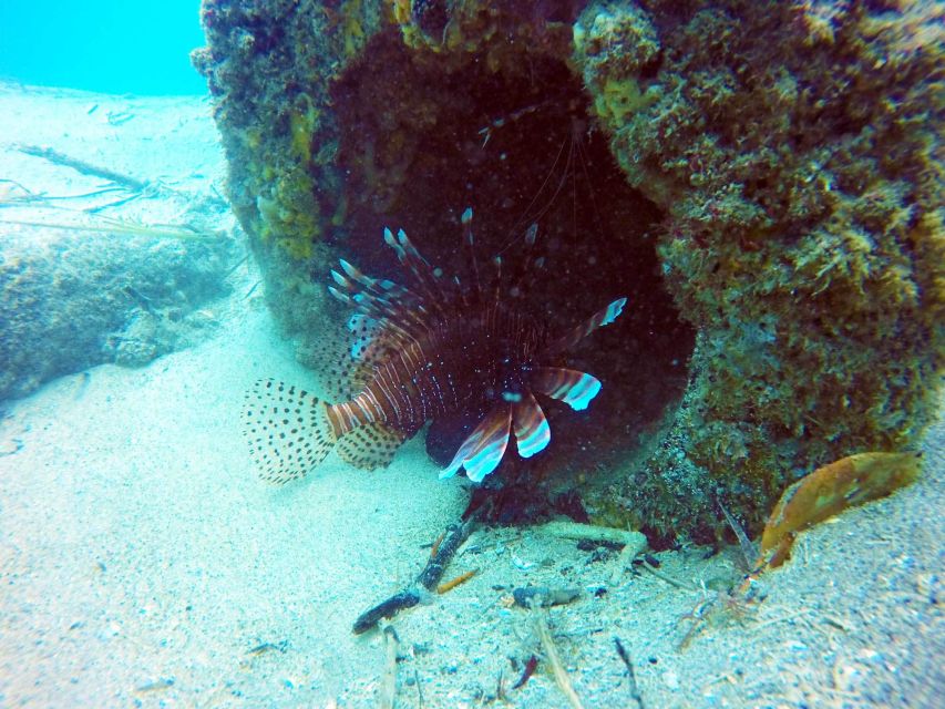 Gold Coast: Snorkelling in Wave Break Island - Activity Highlights and Inclusions