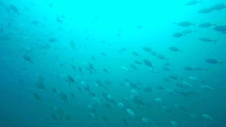 Gold Coast: Snorkelling in Wave Break Island - Important Information for Visitors