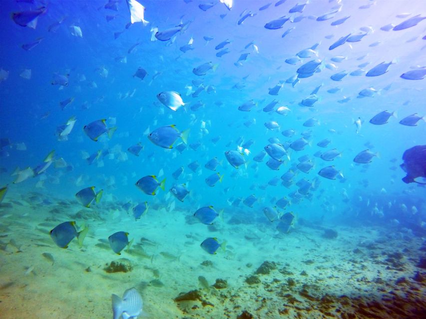 Gold Coast: Snorkelling in Wave Break Island - Customer Reviews and Ratings