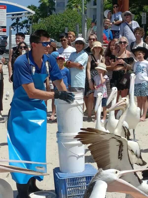 Gold Coast Surfers Paradise Private Tour from Brisbane - How the Day Unfolds: A Step-by-Step Breakdown