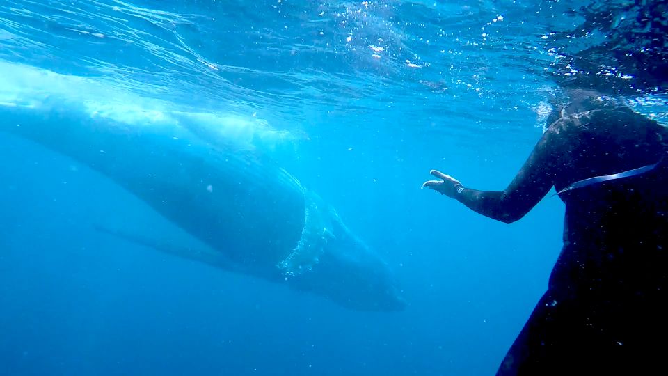 Gold Coast: Swim With Whales - Experience Highlights