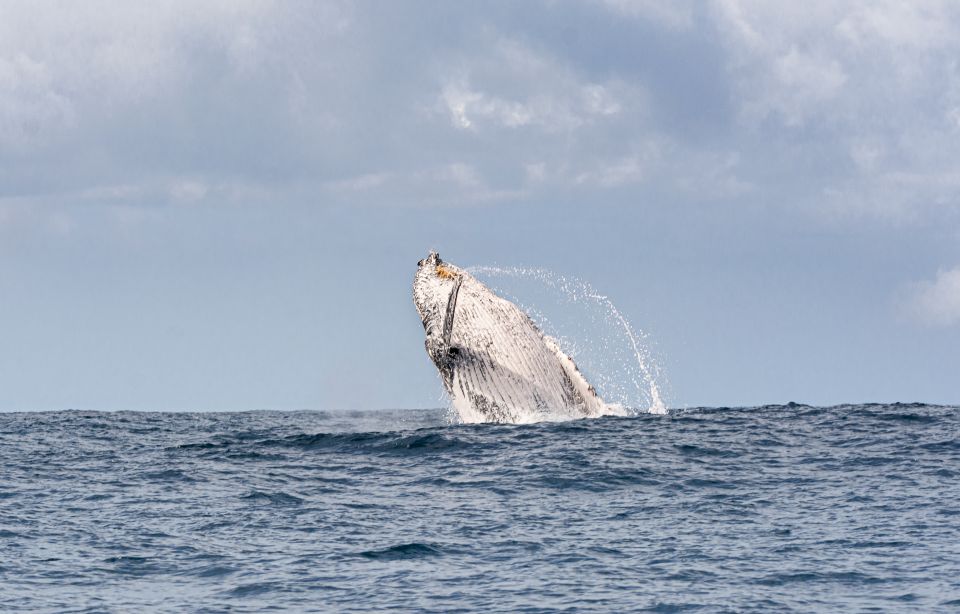 Gold Coast: Swim With Whales - Inclusions