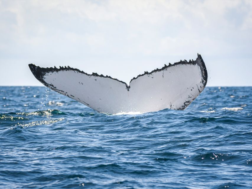 Gold Coast: Swim With Whales - Restrictions