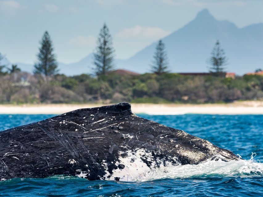 Gold Coast: Swim With Whales - Additional Information