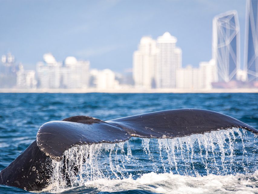 Gold Coast: Swim With Whales - Customer Reviews
