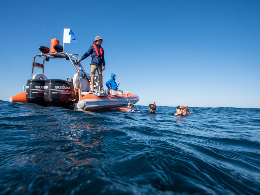 Gold Coast: Swim With Whales - Directions