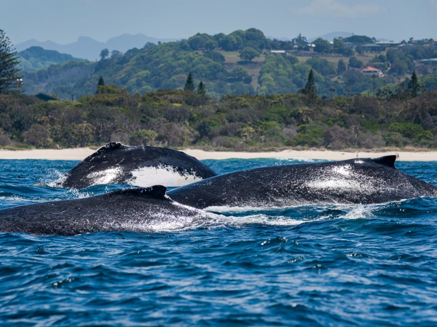 Gold Coast: Swim With Whales - Frequently Asked Questions