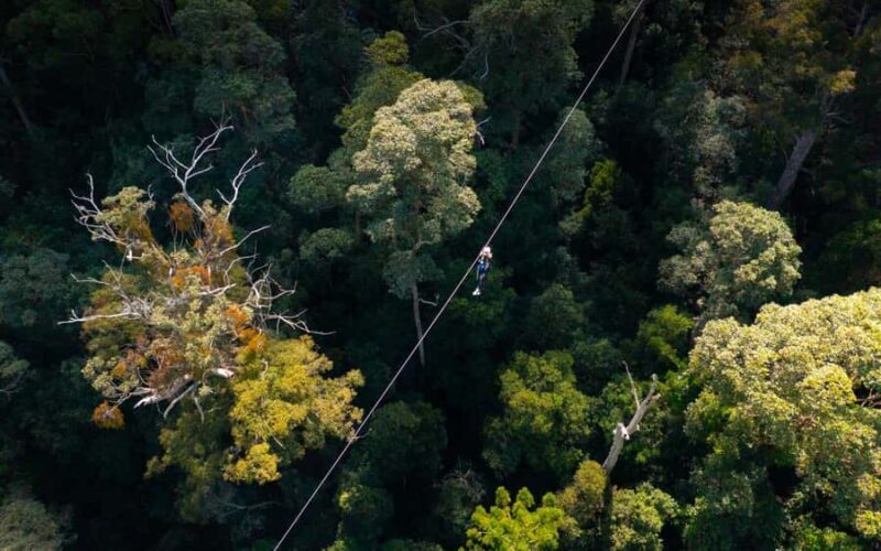 Gold Coast: Tamborine Mountain Canyon Flyer Zipline Tour - Who Will Love This Tour?