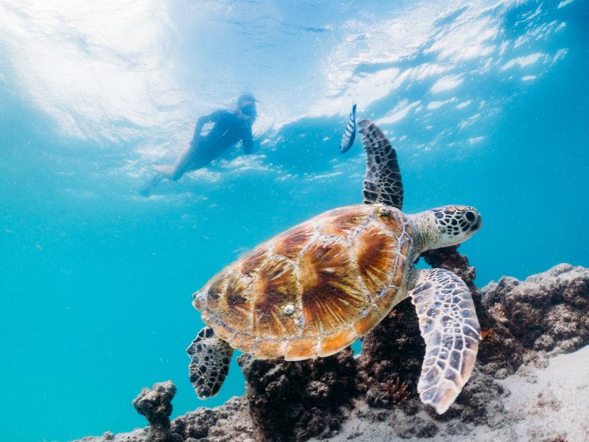 Gold Coast: Tangalooma Marine Discovery Day Cruise Transfers - Recap