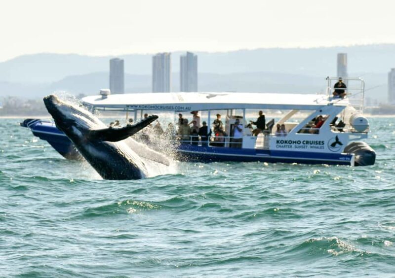 Gold Coast Whale Experience - Introduction: A Closer Look at the Gold Coast Whale Experience