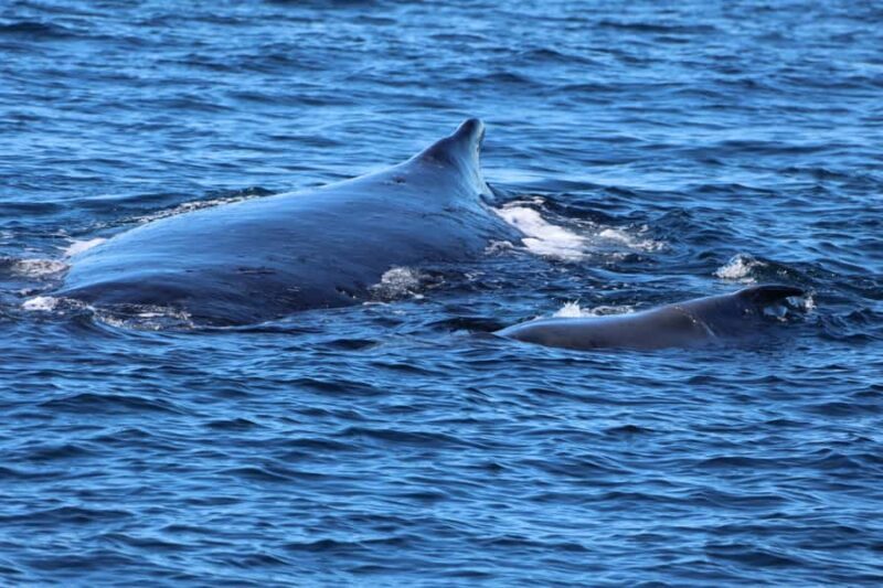 Gold Coast Whale Experience - In-Depth Analysis of the Experience