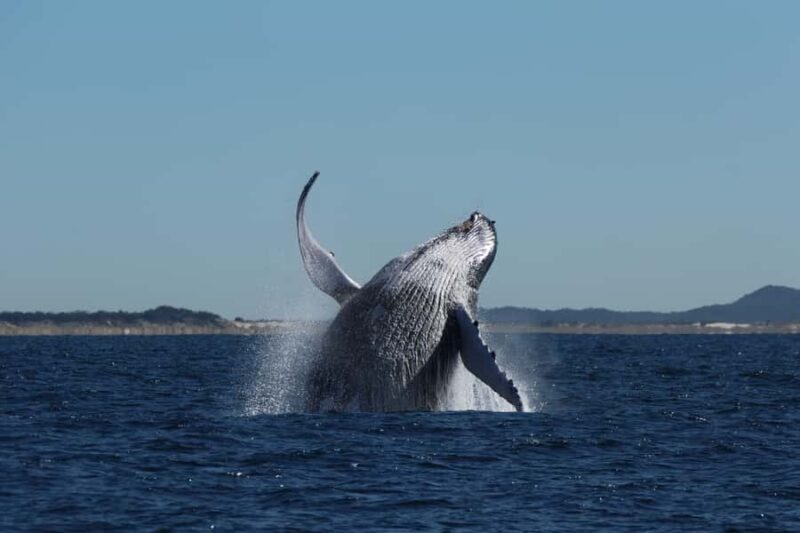 Gold Coast Whale Experience - Final Thoughts: Who Should Consider This Tour?