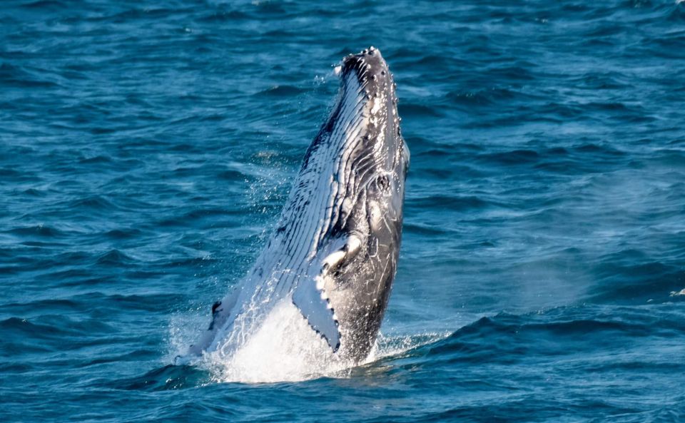 Gold Coast: Whale Watching Guided Tour - Key Points
