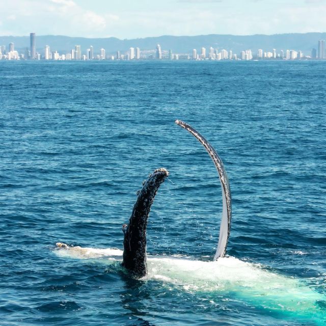 Gold Coast: Whale Watching Guided Tour - Experience Highlights