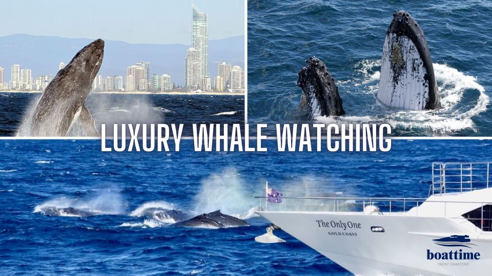 Gold Coast: Whale Watching Guided Tour - Inclusions