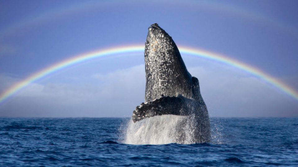 Gold Coast: Whale Watching Guided Tour - Meeting Point