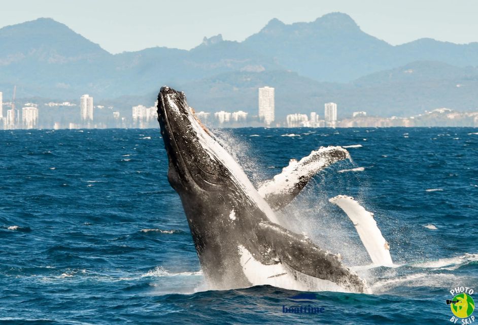 Gold Coast: Whale Watching Guided Tour - Important Information