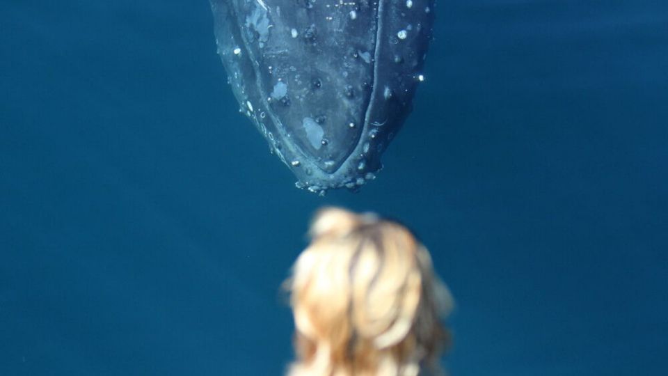 Gold Coast: Whale Watching Guided Tour - Frequently Asked Questions