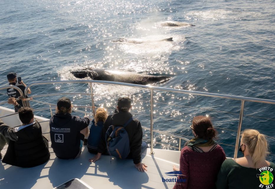 Gold Coast: Whale Watching Guided Tour - Recap