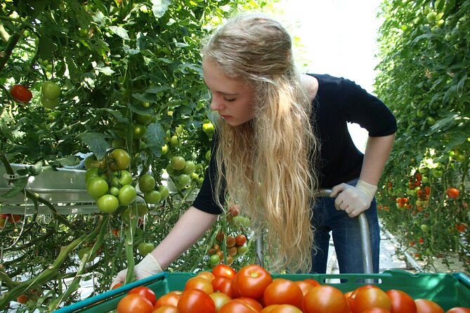 Golden Circle Day Trip With Fridheimar Greenhouse Visit From Reykjavik - Additional Information