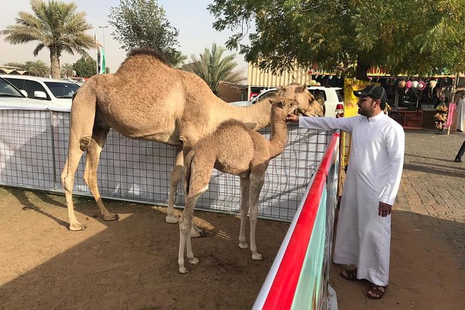 Golden Dunes & Sunset Safari With BBQ, Camel Ride & Sandboarding - Important Trip Details