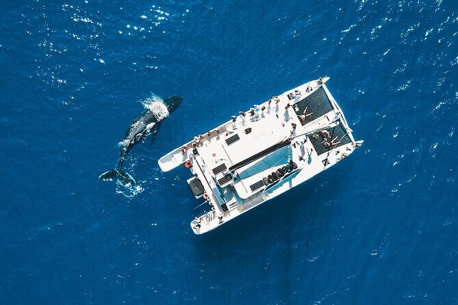 Golden Hour Whale Watch from Lahaina - A Closer Look at the Maui Whale Watch Experience