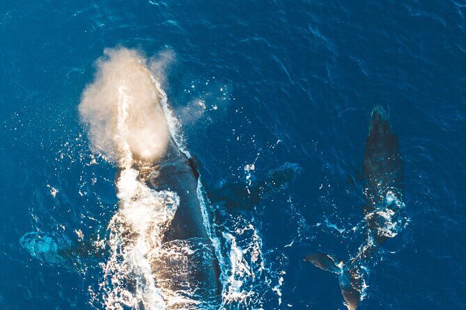 Golden Hour Whale Watch from Lahaina - Final Thoughts