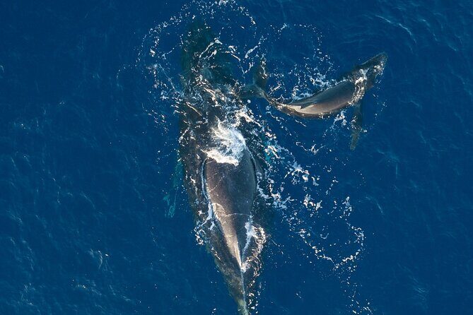 Golden Hour Whale Watch from Lahaina - FAQ (Frequently Asked Questions)