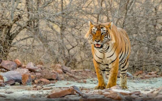 Golden Triangle 7 Days Tour With Ranthambore - The Sum Up