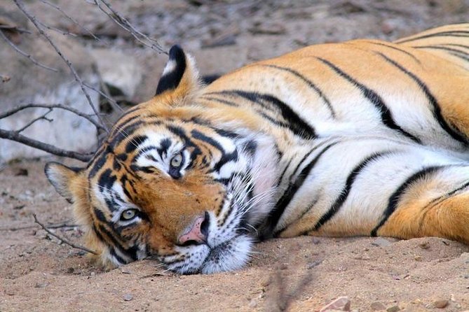Golden Triangle Tour With Ranthambore Jungle Safari - Accommodation Options