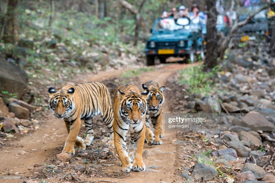 Golden Triangle With Ranthambore 7 Days - Day-by-Day Highlights