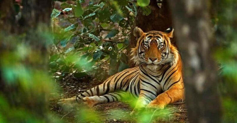 Golden Triangle With Ranthambore Wildlife Tour (06 Days) - Good To Know