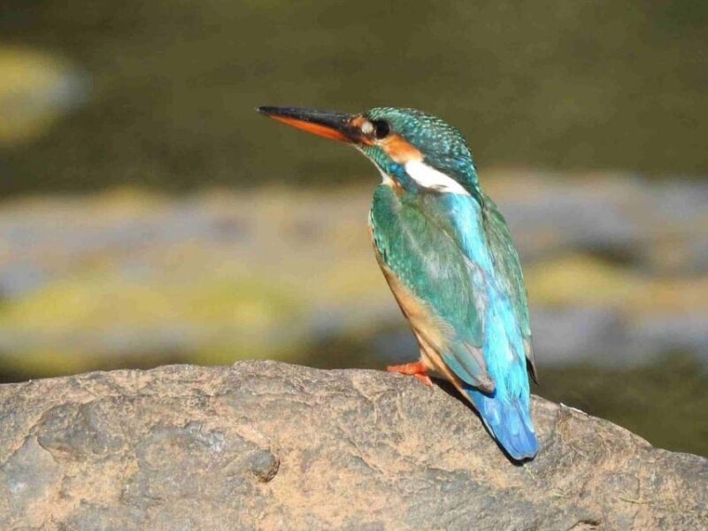 Golden Triangle With Ranthambore Wildlife Tour (06 Days) - Daily Itinerary