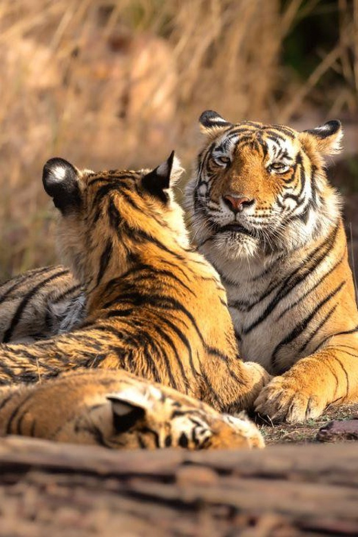 Golden Triangle With Ranthambore Wildlife Tour (06 Days) - Inclusions and Exclusions