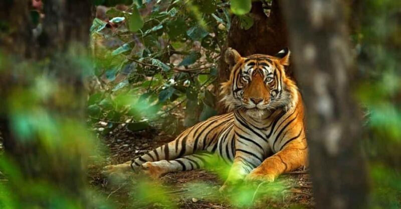Golden Triangle With Ranthambore Wildlife Tour (06 Days) - Important Information and Guidelines