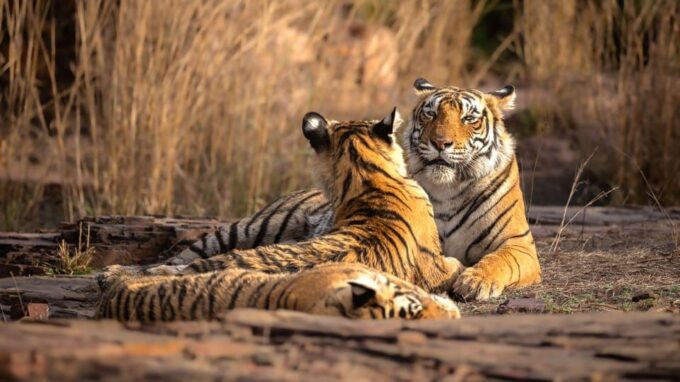 Golden Triangle With Ranthambore Wildlife Tour (06 Days) - Travel Duration and Dates
