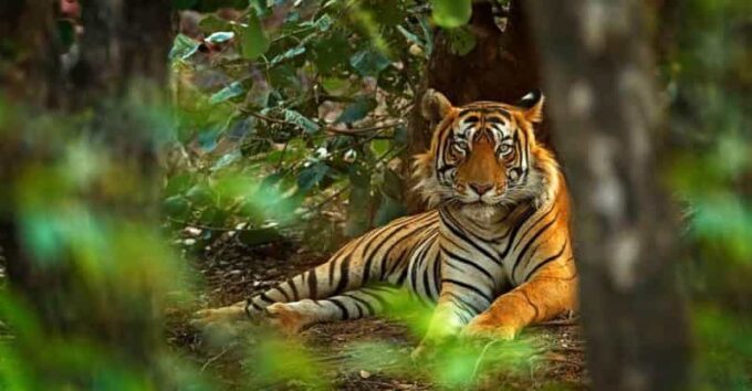 Golden Triangle With Ranthambore Wildlife Tour (06 Days) - The Sum Up