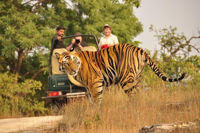 Golden Triangle With Wildlife and Royal Castle Stay - Comfort and Convenience